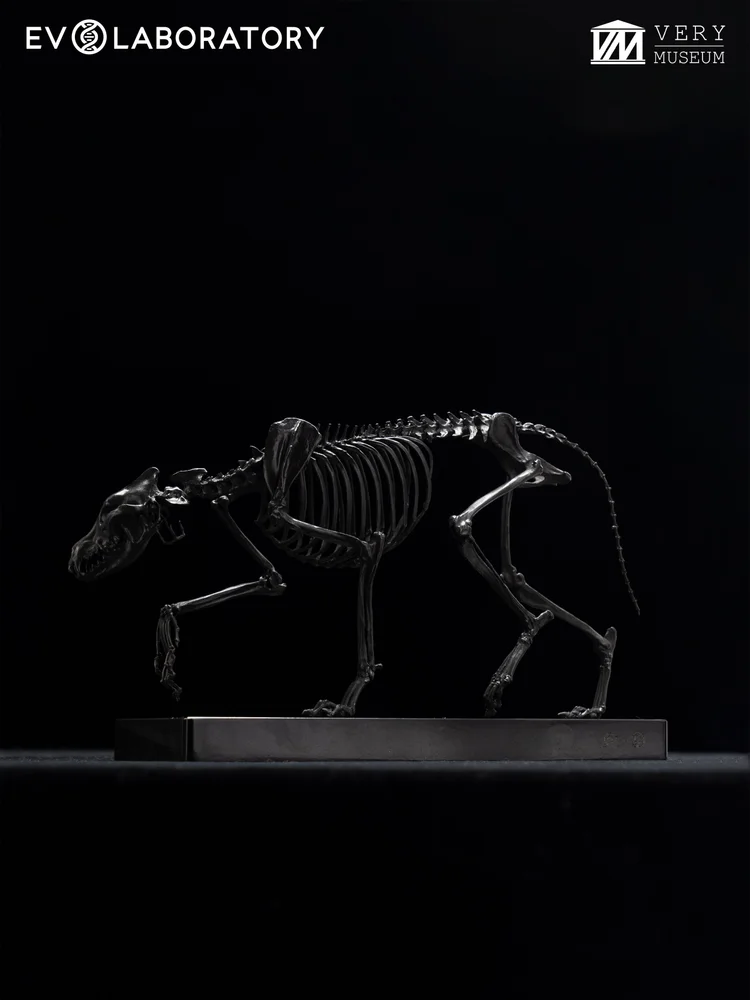Wolf Skeleton 1:8 Bronze