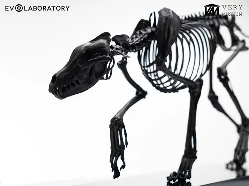 WOLF SKELETON 1/8 BRONZE