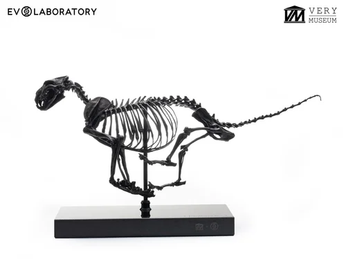 AFRICAN LION 1/10 SKELETON BRONZE