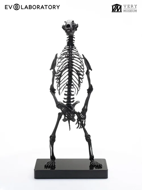 GRIZZLY BEAR 1/12 SKELETON BRONZE