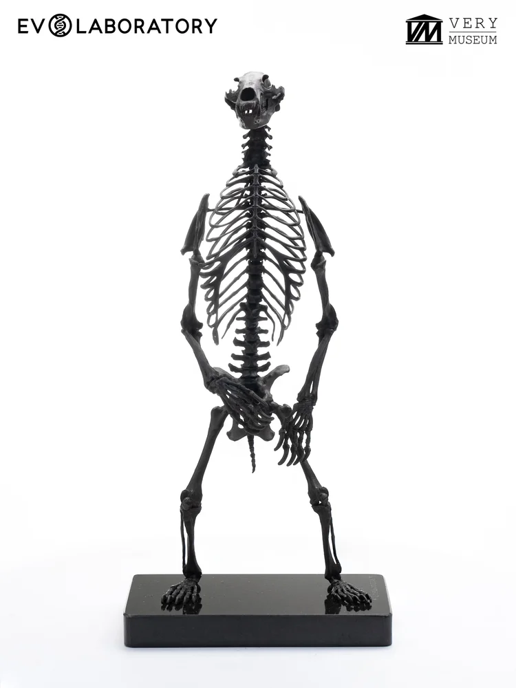 Grizzly Bear Skeleton 1/12 Solid Bronze sculpture