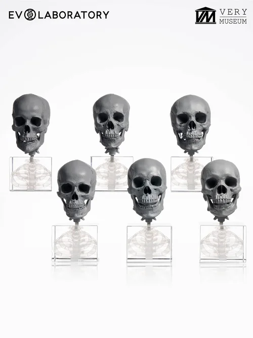 HUMAN SKULL 1/3 SKELETON SET