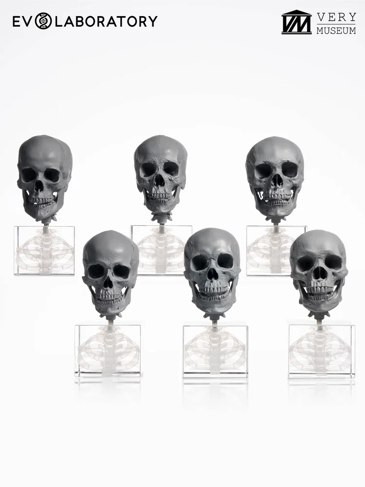 Human Skull 1:3 Skeleton Set