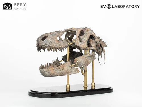 T REX. SUE BEAUCHENE SKULL 1:6 SCALE