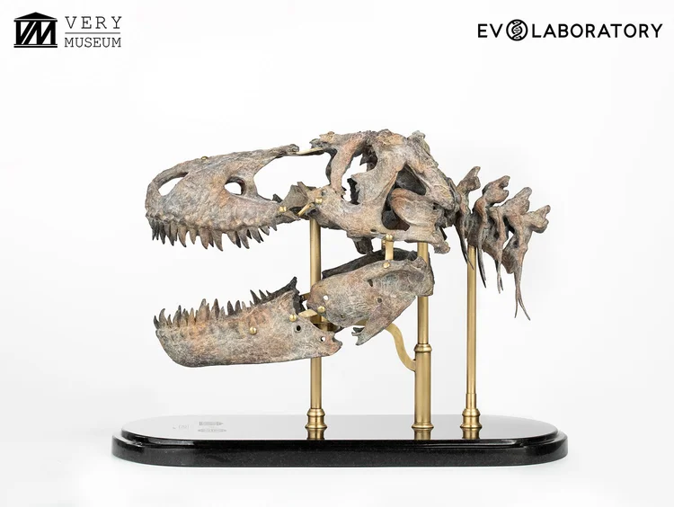 T-Rex Sue Skull Anatomy
