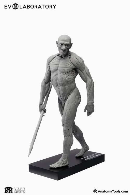 Neanderthals 1:7 Anatomy BP