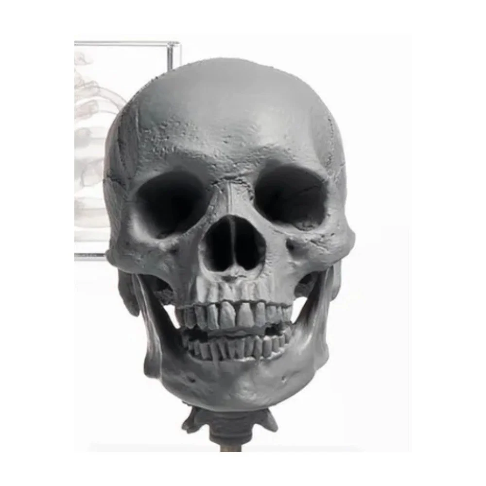 Human Skull 1/3 — African Male