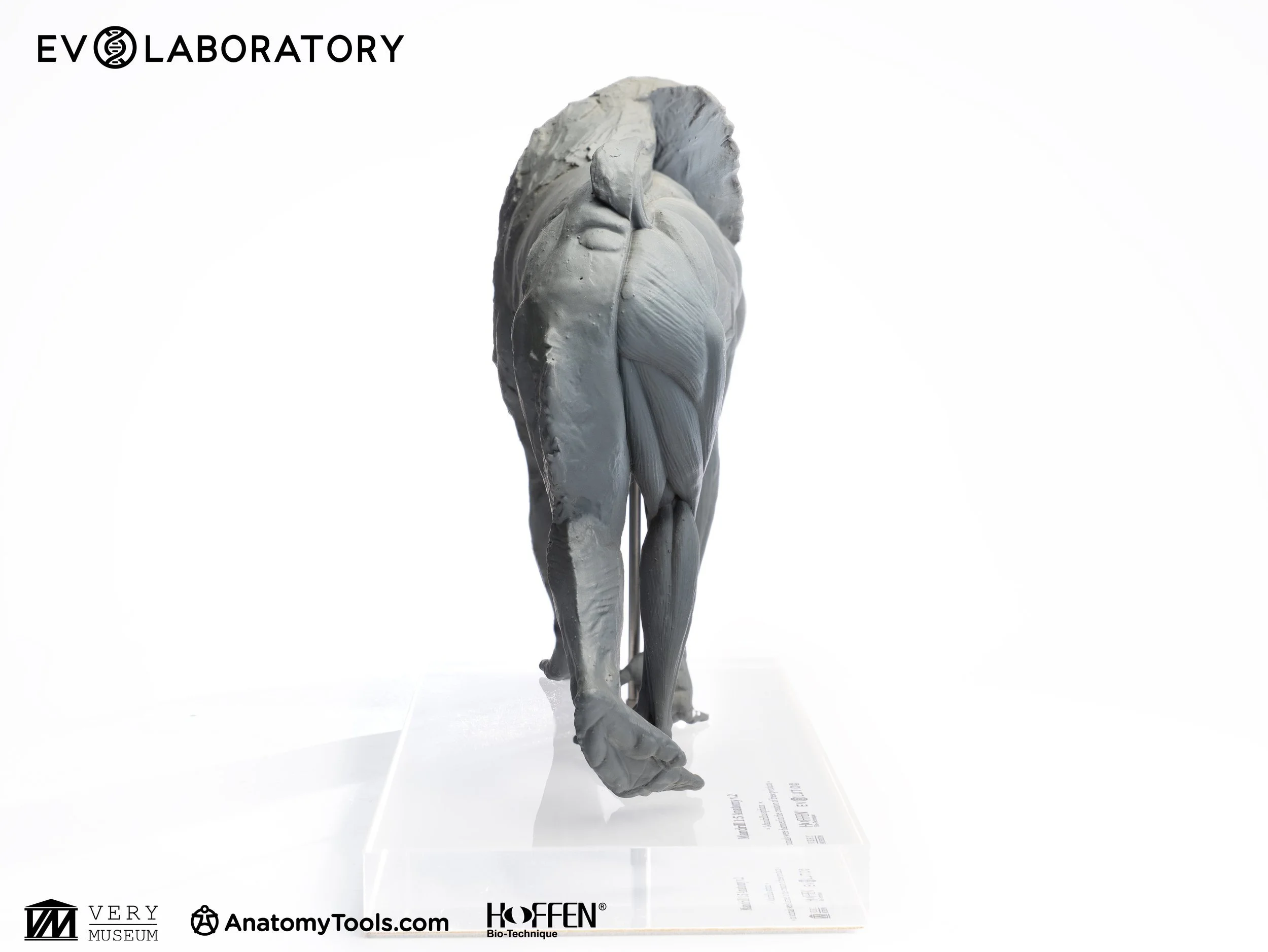 Mandrill anatomy sculpture by Evolutio, detail of layered muscle structure for sculptors and primatologists