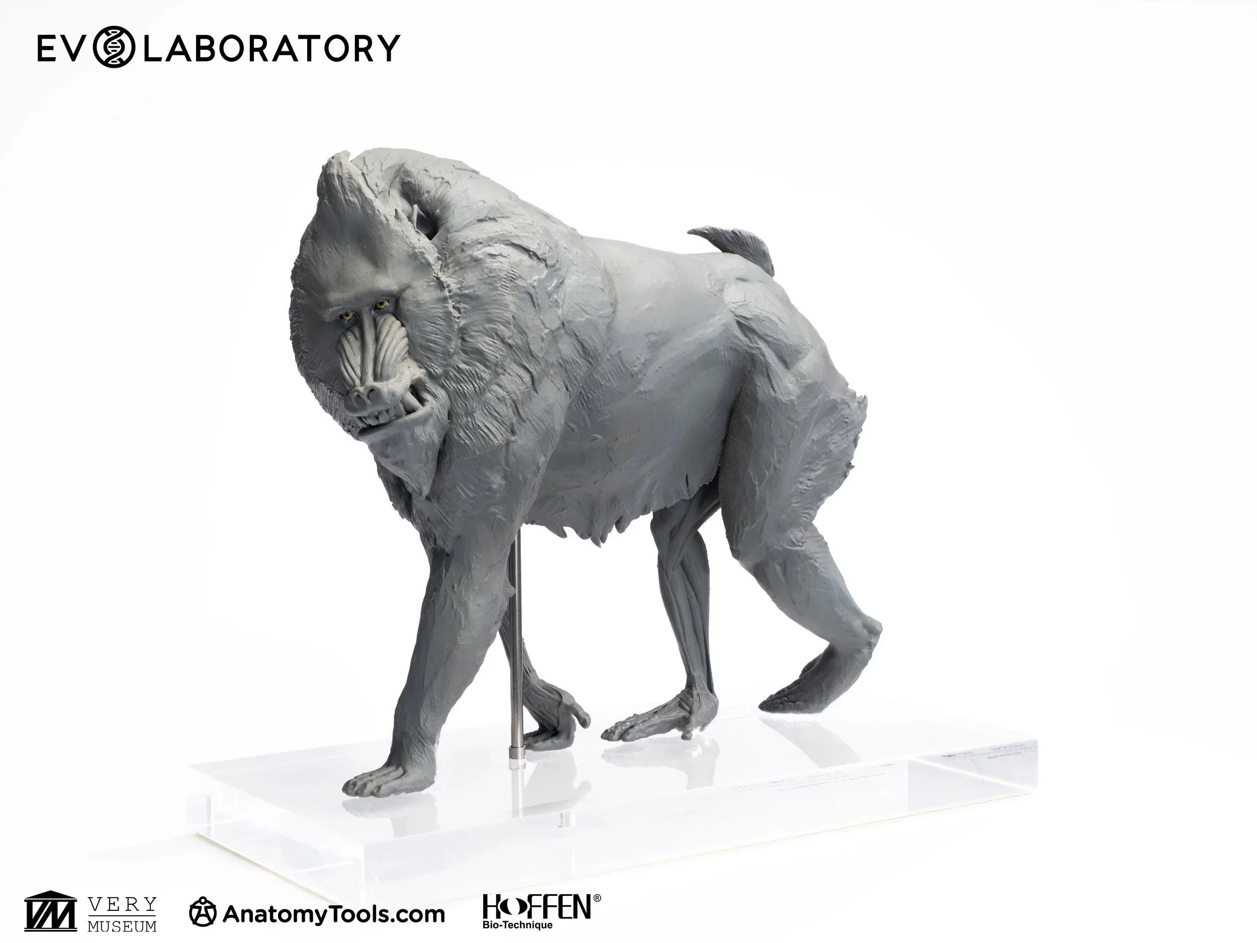 mandrill-1-5-anatomy-sculpture-front-view-blueprint-resin.jpg