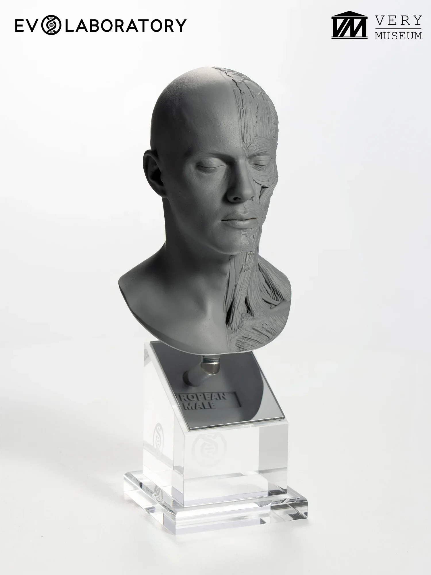 Human Bust 1/4 — European Male