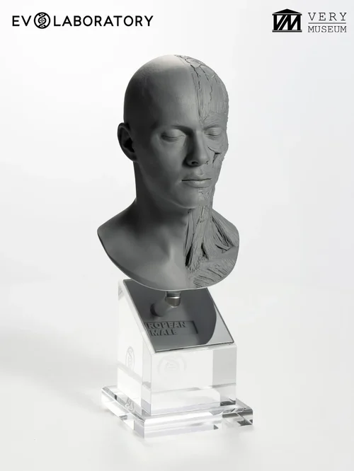 Human Bust 1/4 — European Male