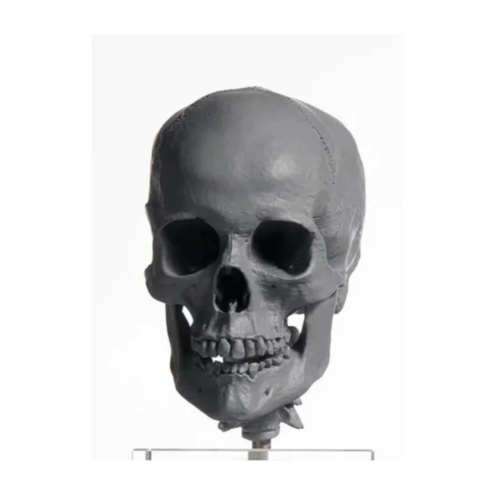 Human Skull 1/3 — European Female