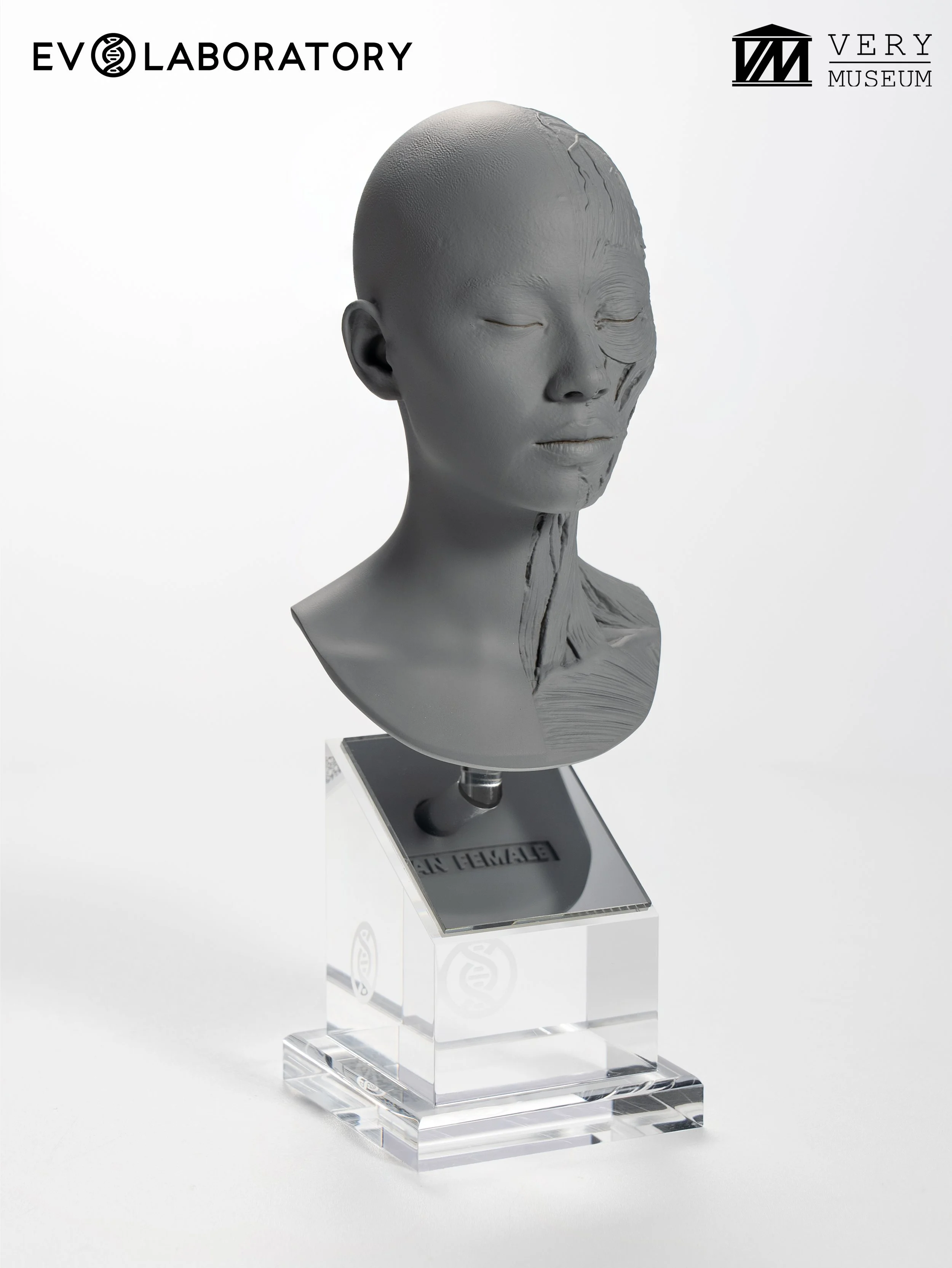 Human Bust 1/4 — Asian Female
