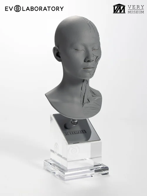 Human Bust 1/4 — Asian Female