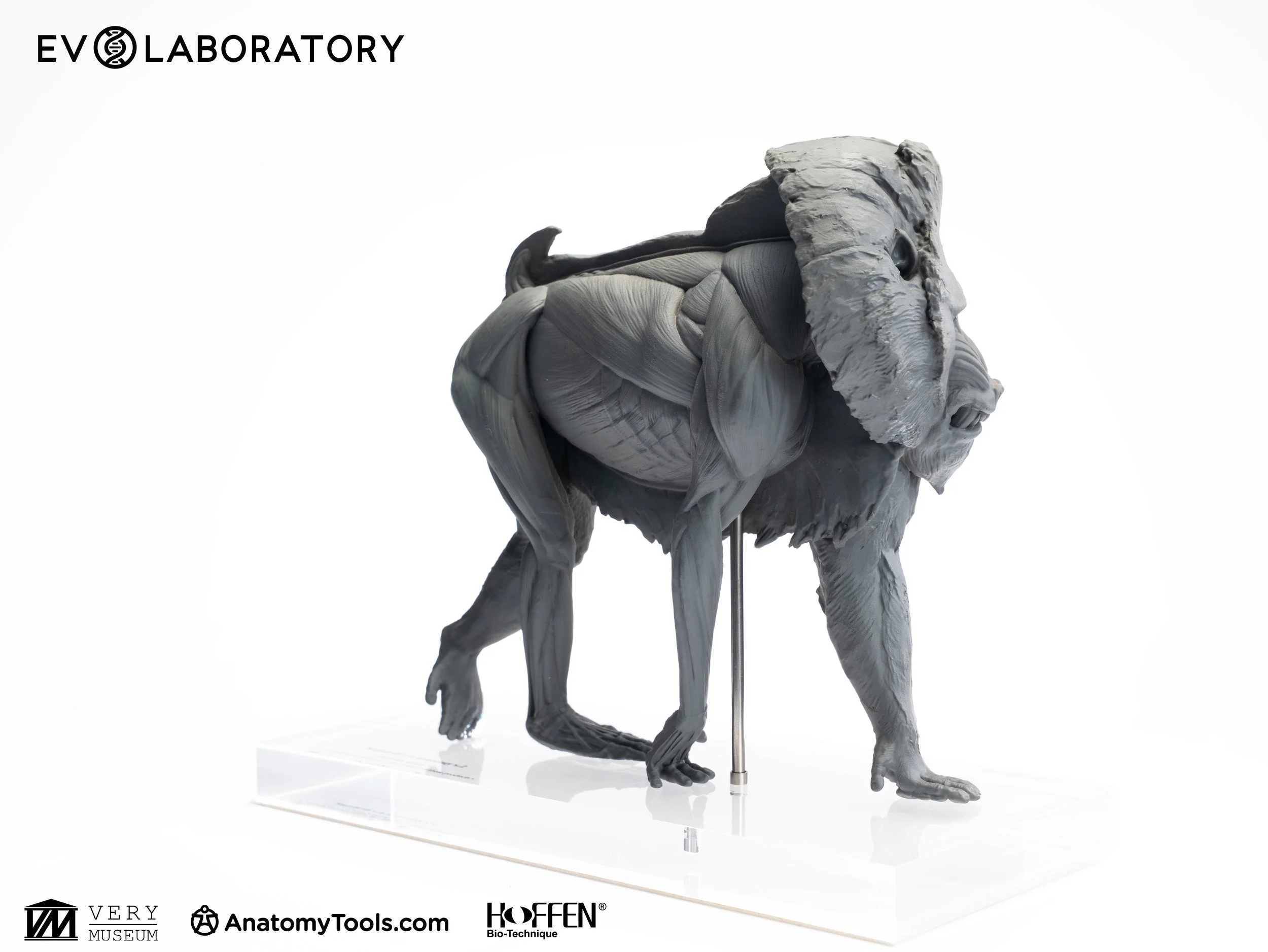 Mandrill anatomy sculpture by Evolutio (artist Tan Bi), 1:5 BluePrint Education 3D-printed resin, three-quarter view of complete musculature
