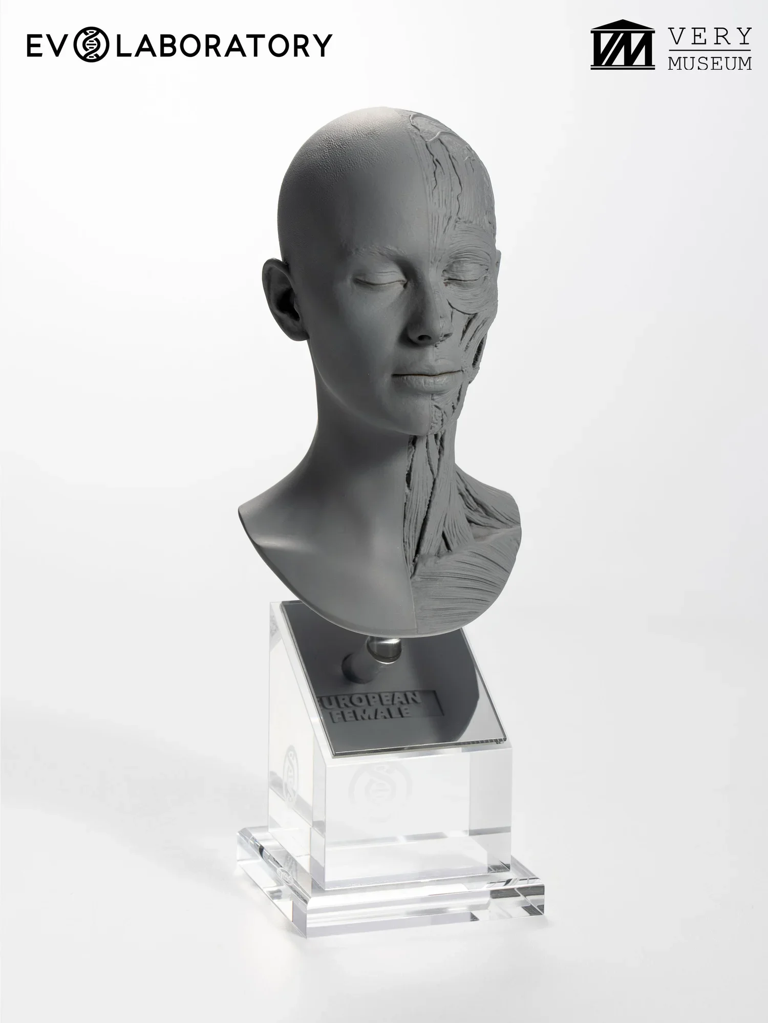 Human Bust 1/4 — European Female