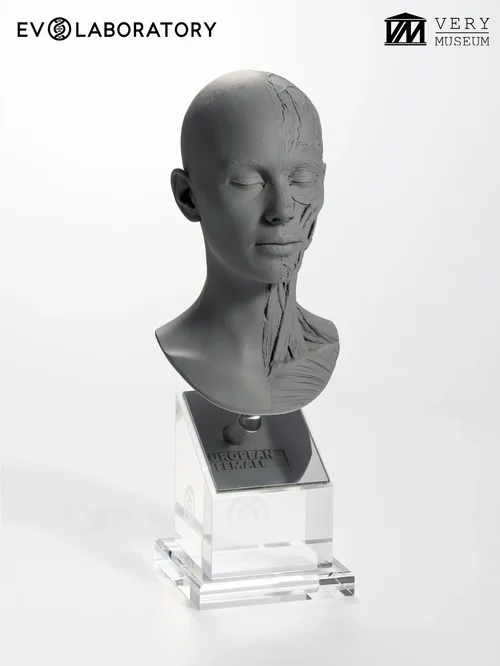 Human Bust 1/4 — European Female