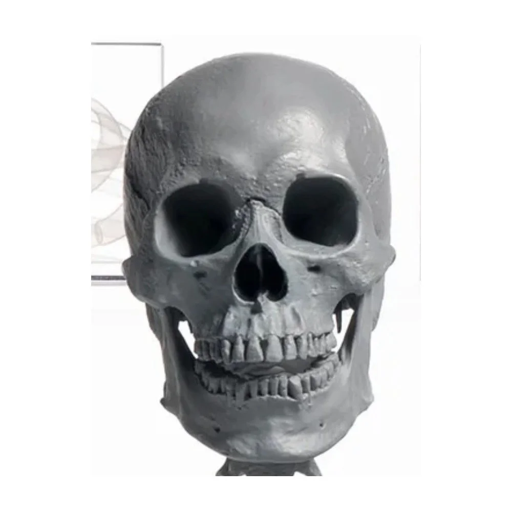 Human Skull 1/3 — Asian Male