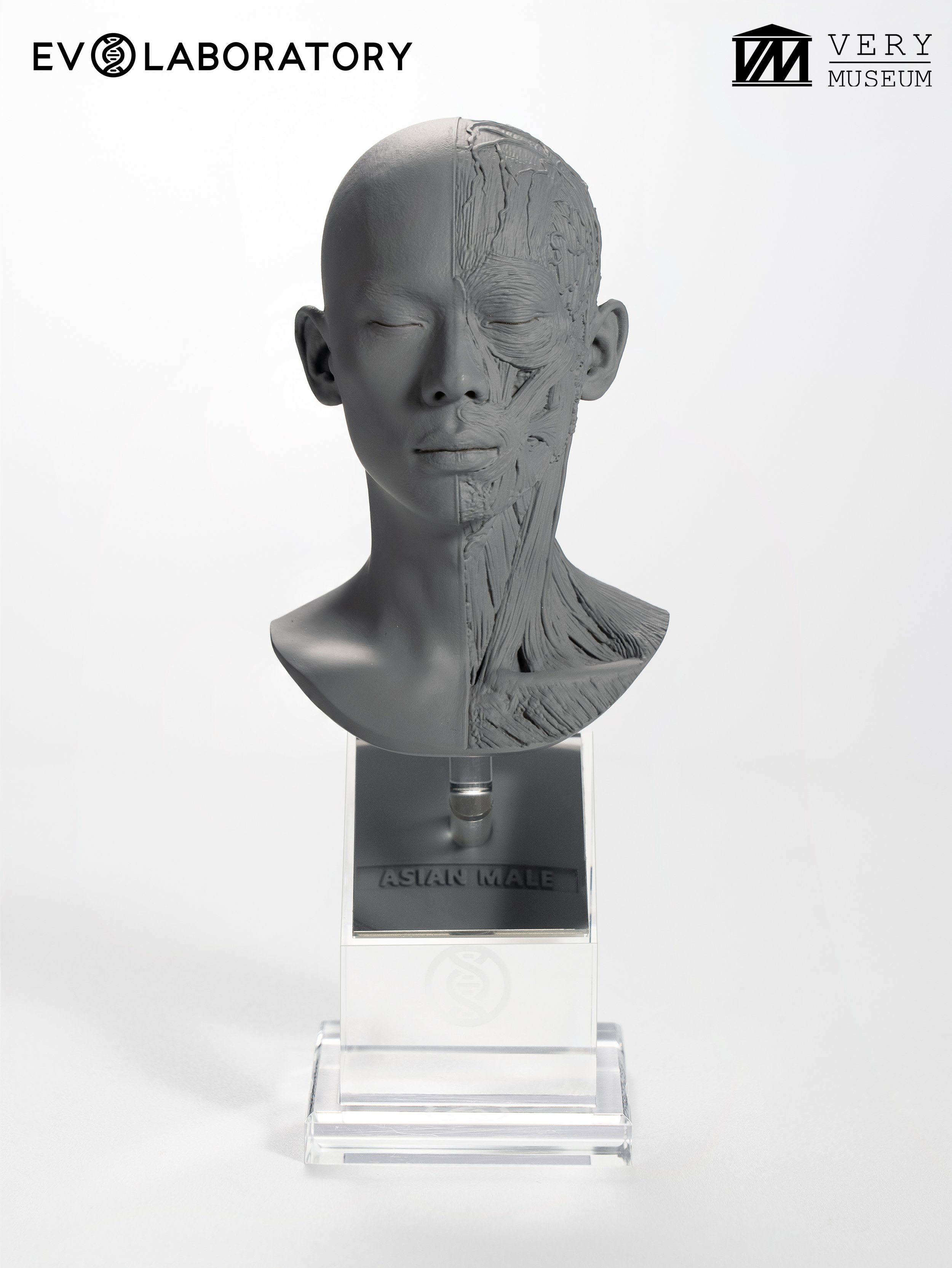 Human Bust 1/4 — Asian Male