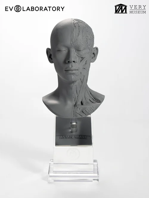 Human Bust 1/4 — Asian Male
