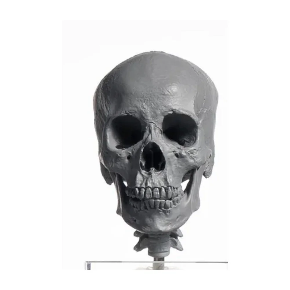 Human Skull 1/3 — Asian Female