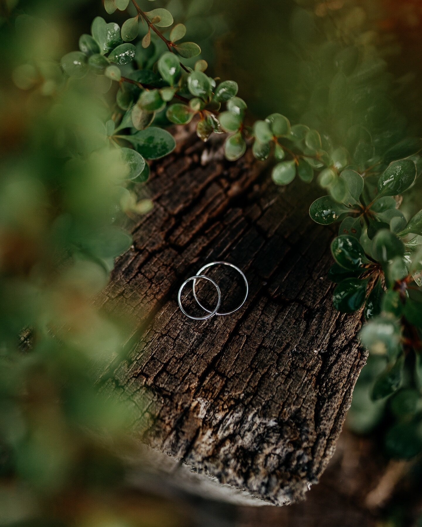 Prsteny jsou důležit&aacute; souč&aacute;st &amp; detail svatby💚 U těchto fotek se můžu projevit v kreativitě, zkou&scaron;&iacute;m je d&aacute;vat na různ&aacute; m&iacute;sta a fotit různ&yacute;mi způsoby😍💍 

#rings #wedding #sonyalpha #photog