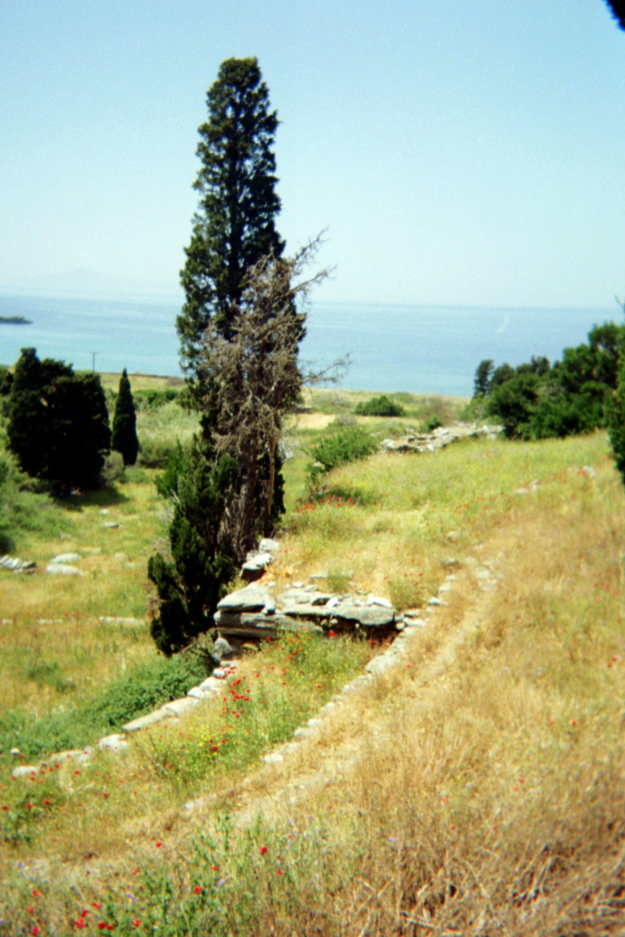 Scenic landscape with stone path, tall trees, and grass, overlooking a calm ocean under a clear sky.