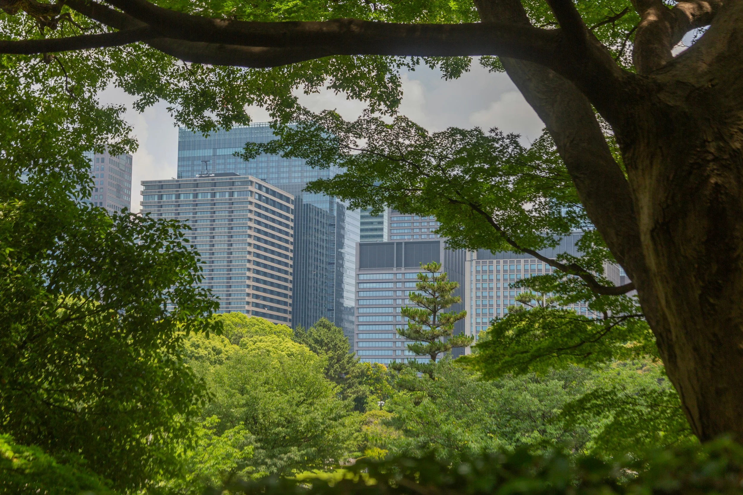 Business behind trees