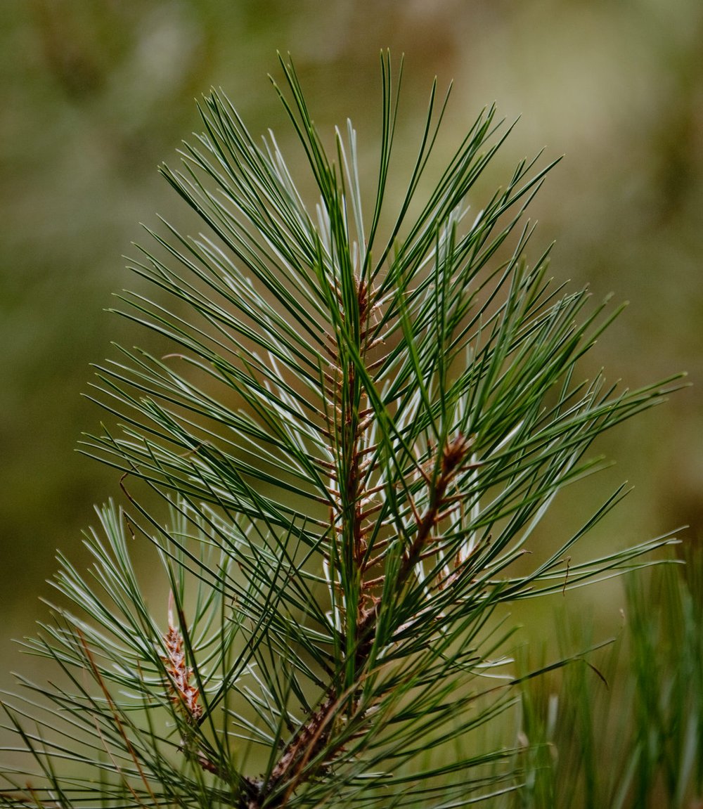 Pinus ponderosa, needles