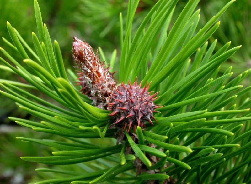 Pinus contorta, needles