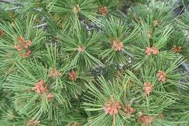 Pinus flexilis, needles