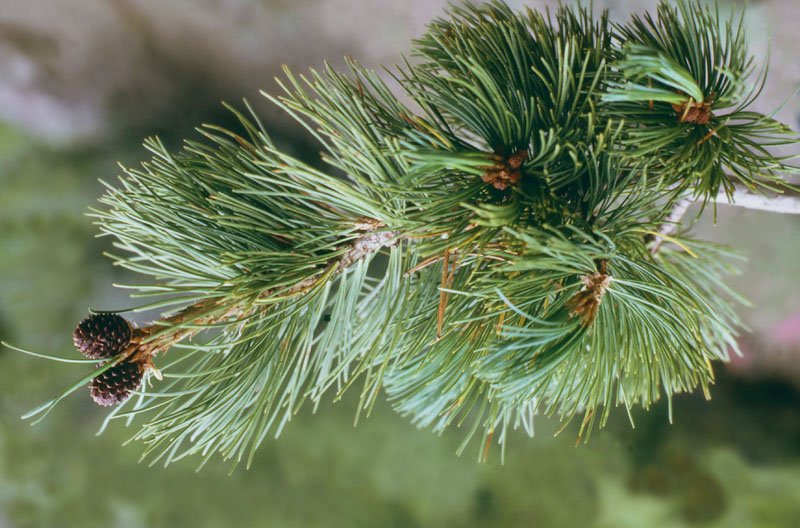 Pinus albicaulis, needles