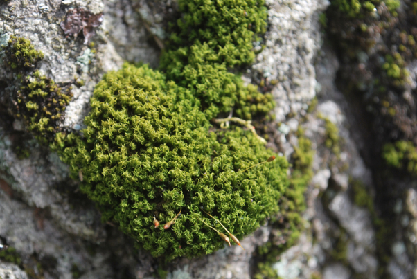 Curly Thatch Moss (Discranoweisia cirrata)