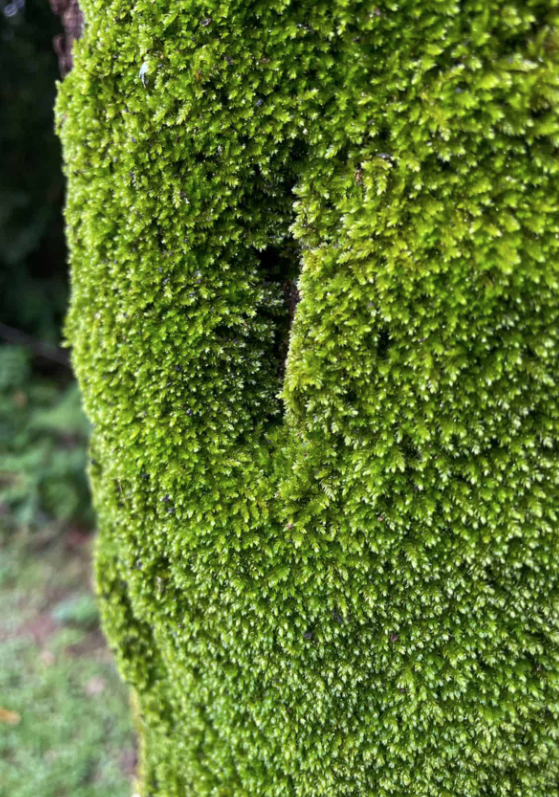 Sheet Moss or Bridal Veil Moss (Hypnum curvifolium)