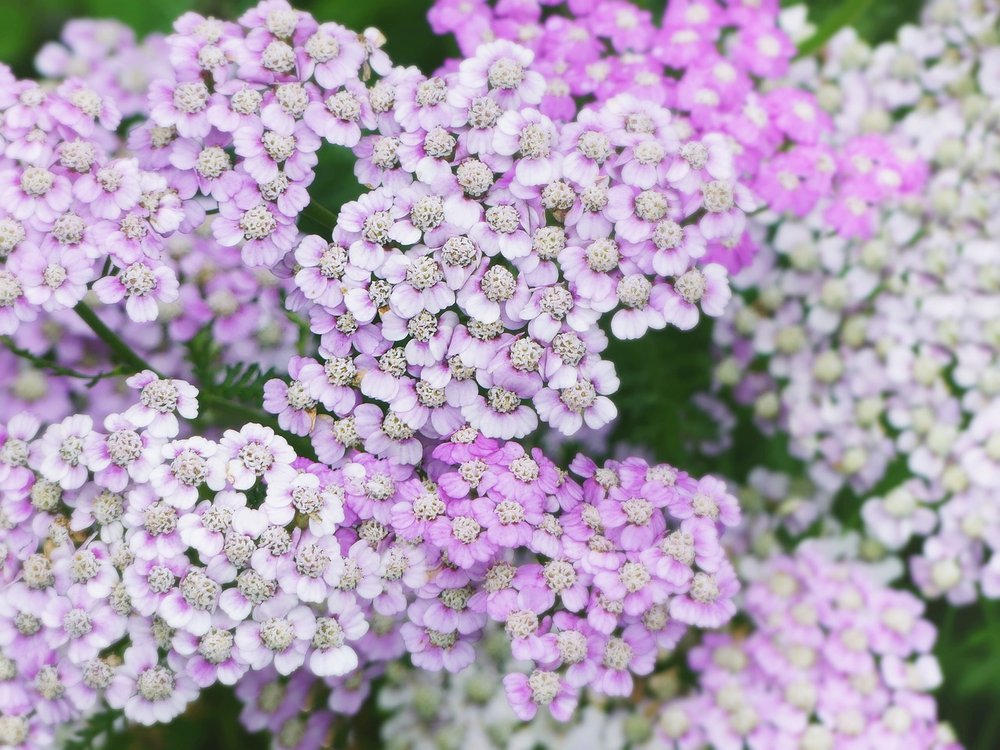 Variegated Yarrow that ranges from pale pink to medium pink tones