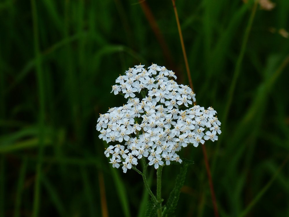 Yarrow's herbal and medicinal uses is far reaching, including benefiting skin.