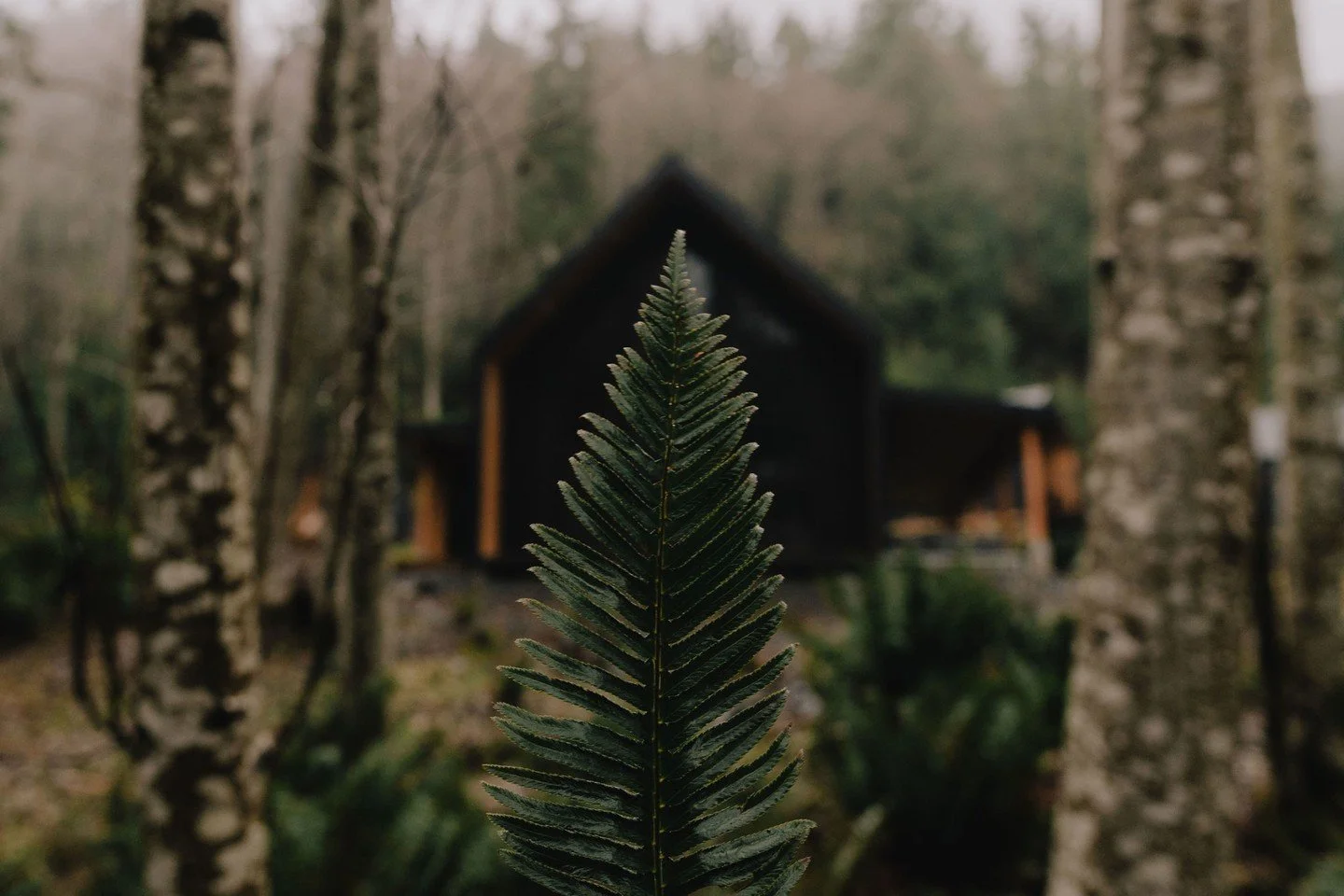 When the veil between worlds begins to thin, the slower rhythm of late autumn invites reflection and creativity to emerge. 🍂

This November, join animist spirit medium Mimi Young of @shopceremonie for a 5-day retreat in materia magica and intentiona