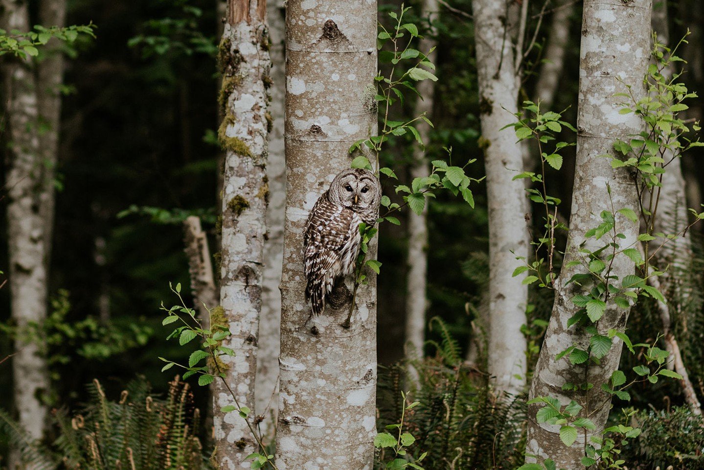 Do you recognize this familiar face? We often see this owl quietly watching over the dome during practice, carrying an observant, unhurried demeanour.

February unfolds in a similar way. With both a Full Moon and a New Moon with a Solar Eclipse, this