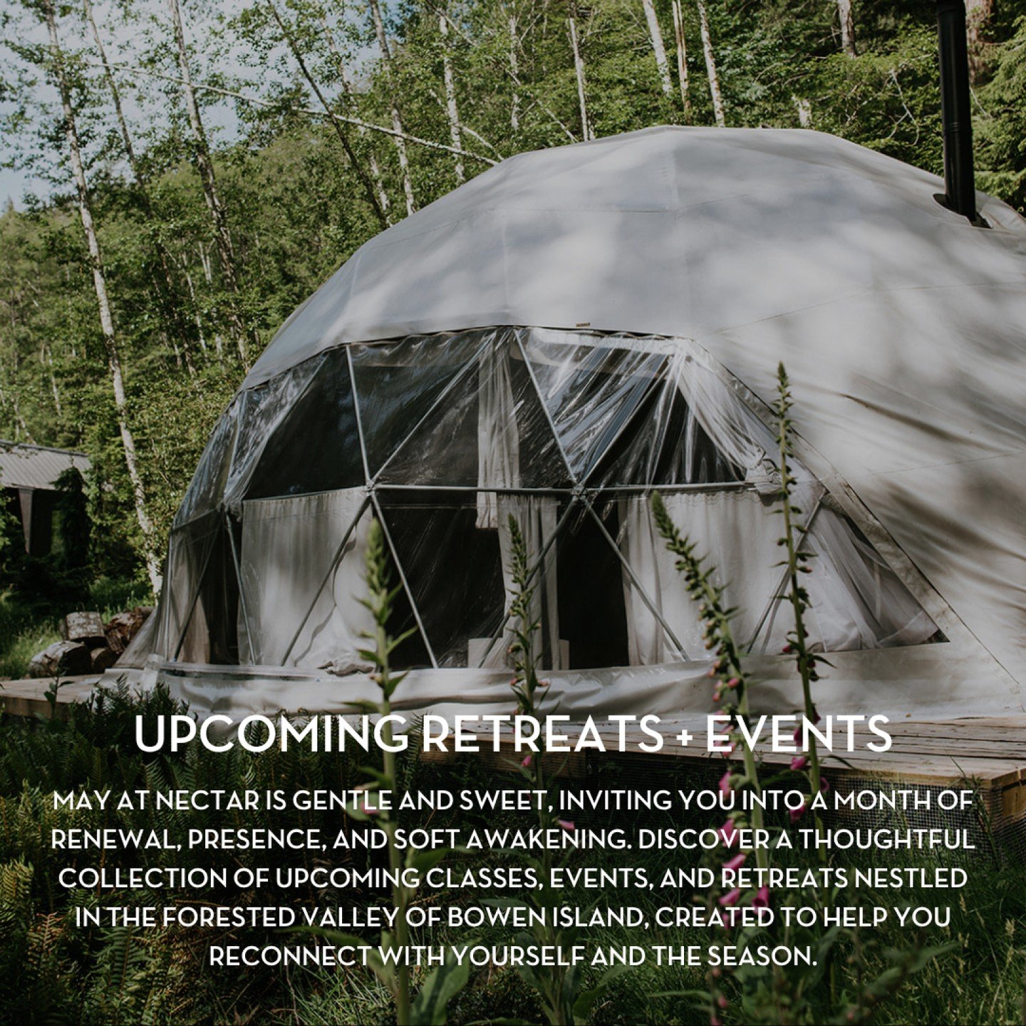 May arrives with a softer rhythm. The days grow longer, the forest awakens, and there is a quiet invitation to return to yourself. 🌲💫

This month at Nectar, we welcome a thoughtful collection of classes, day retreats, and immersive retreats. Whethe