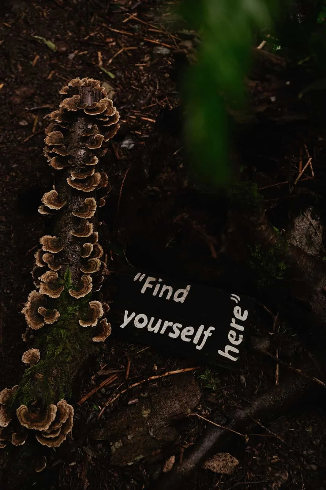 Turkey Tail Mushroom Benefits &amp; Recipe from Bowen Island's Premier Yoga Retreat Centre