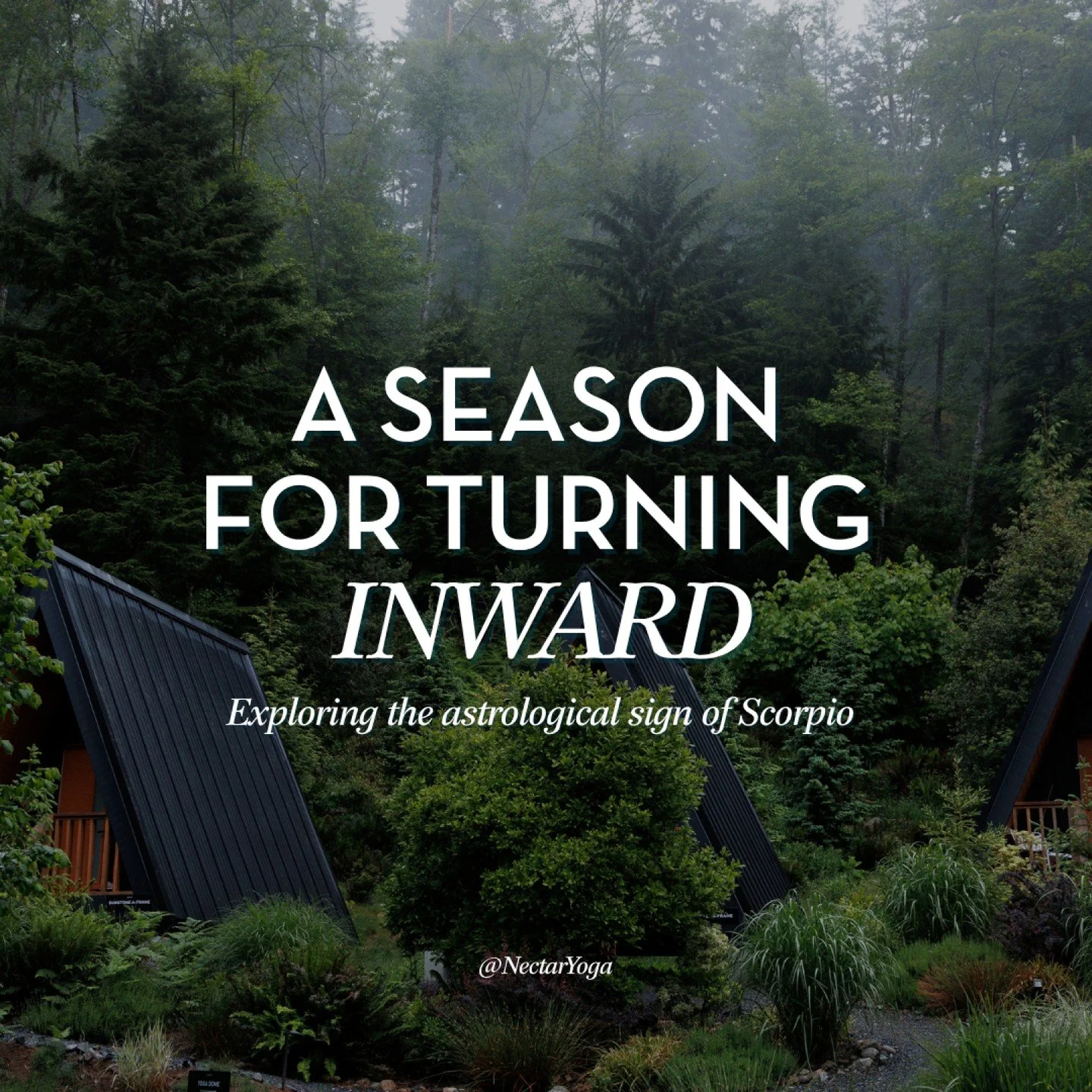 Scorpio season asks for less effort, not more. As a fixed water sign, Scorpio channels and holds, often absorbing what others haven&rsquo;t fully processed.

Explore this month's practices in depth through the blog @NectarYoga.🌿