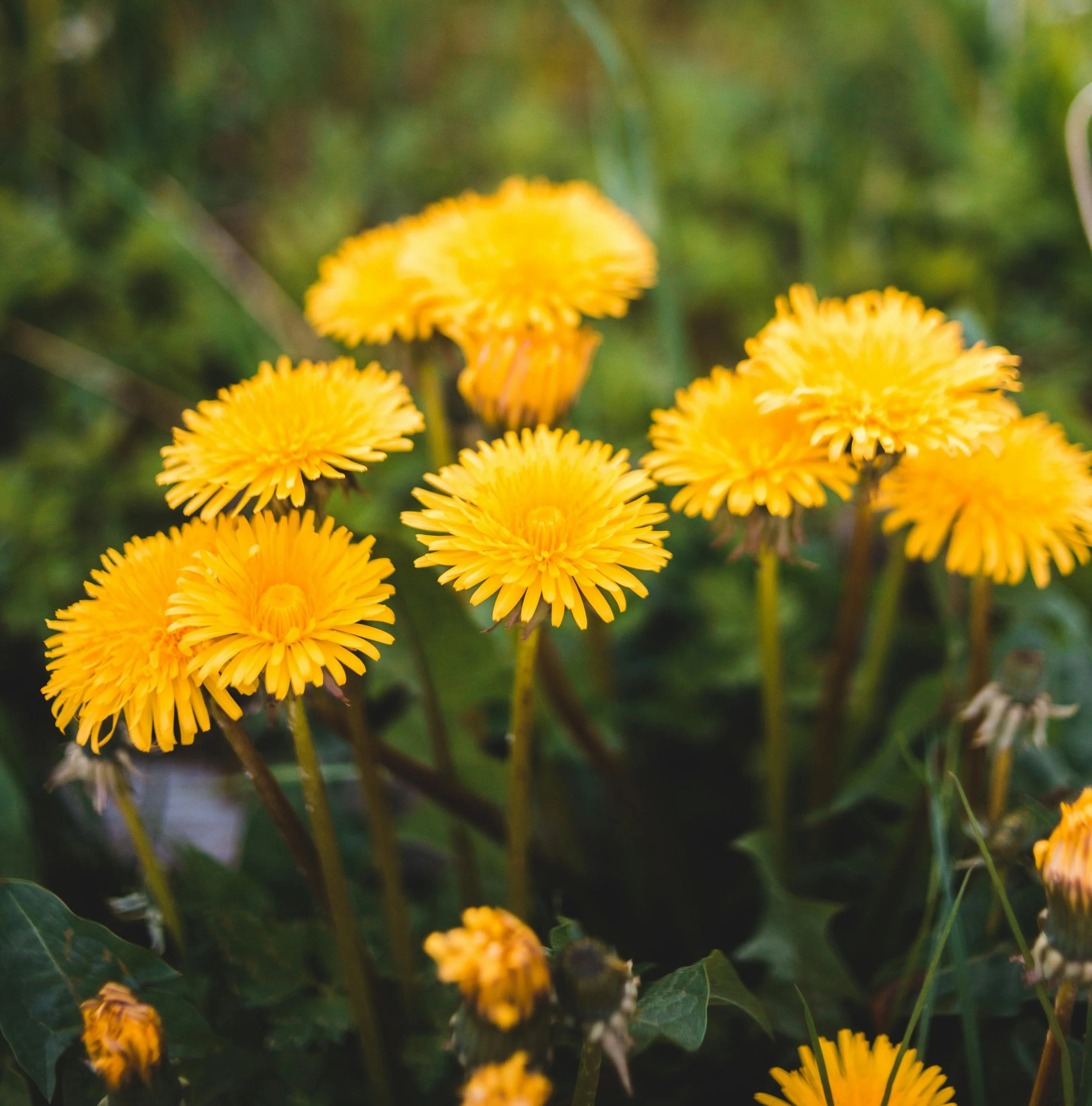 A photo of bright yellow dandelion herb blooms set against a background of green. This article discusses the benefits of the dandelion plant.