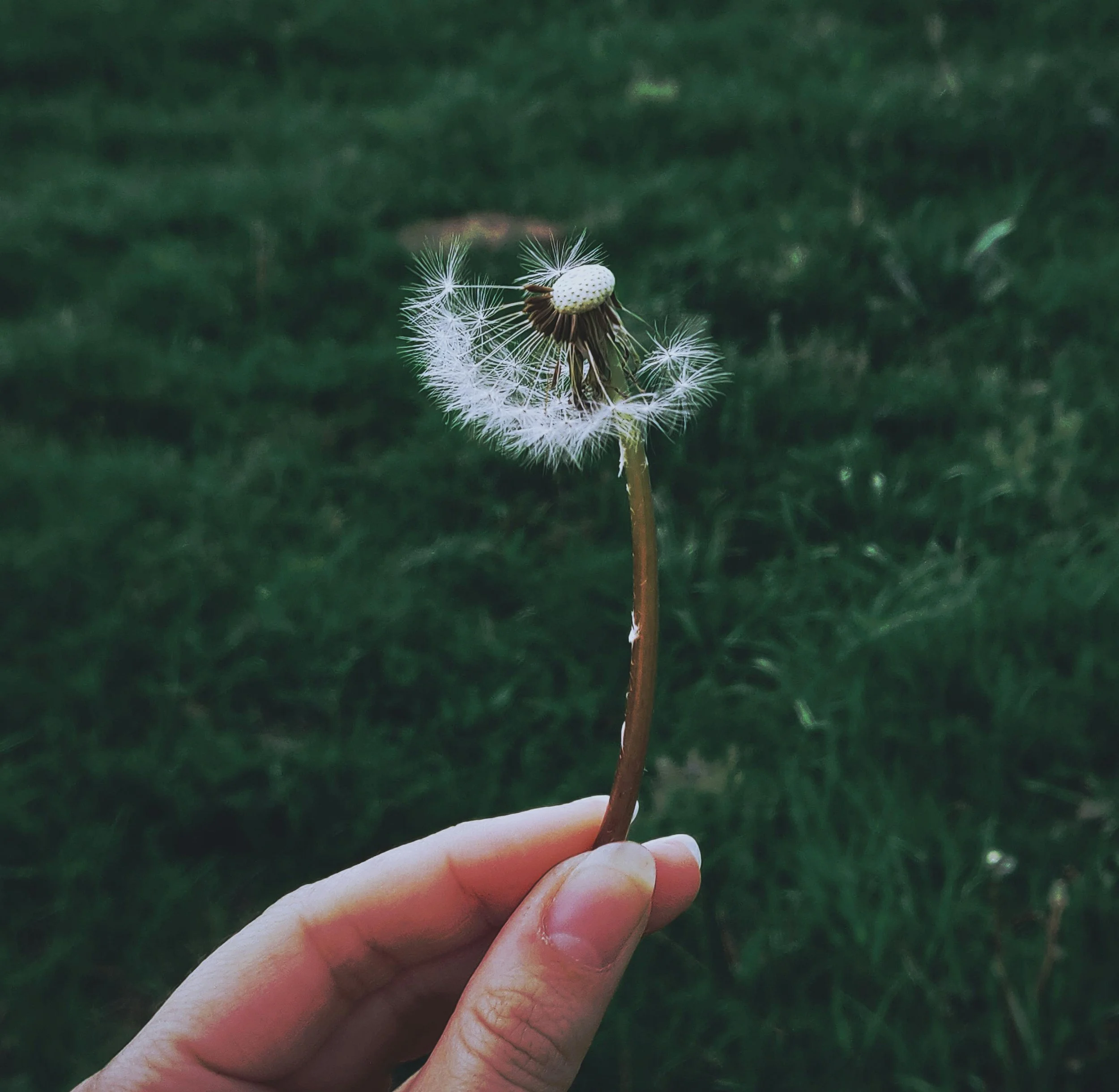 A left hand holds a half blown dandelion seed head, also known as a puffball or faceclock, to make a wish to manifest one's desires.