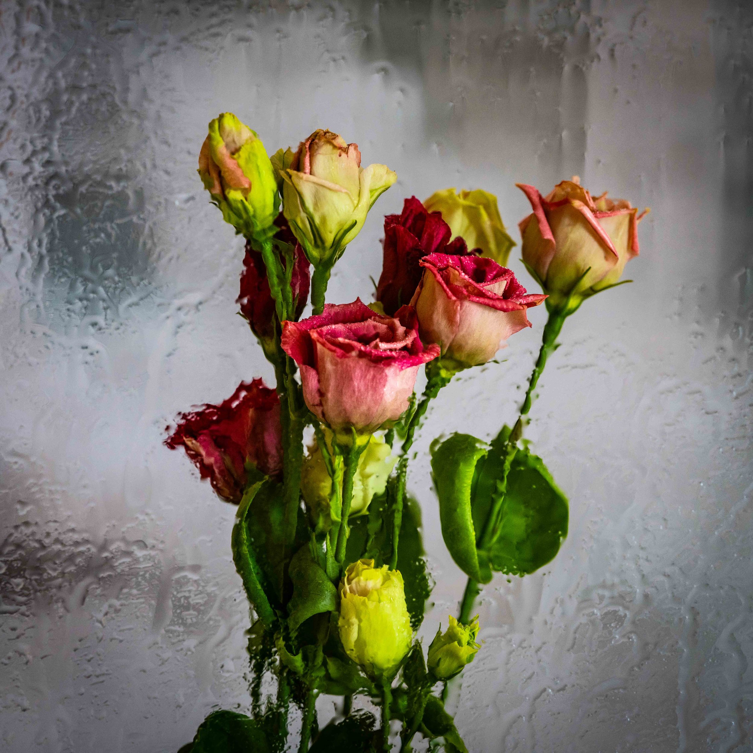 2 Drizzle and Bloom Spring is here-1928.jpg
