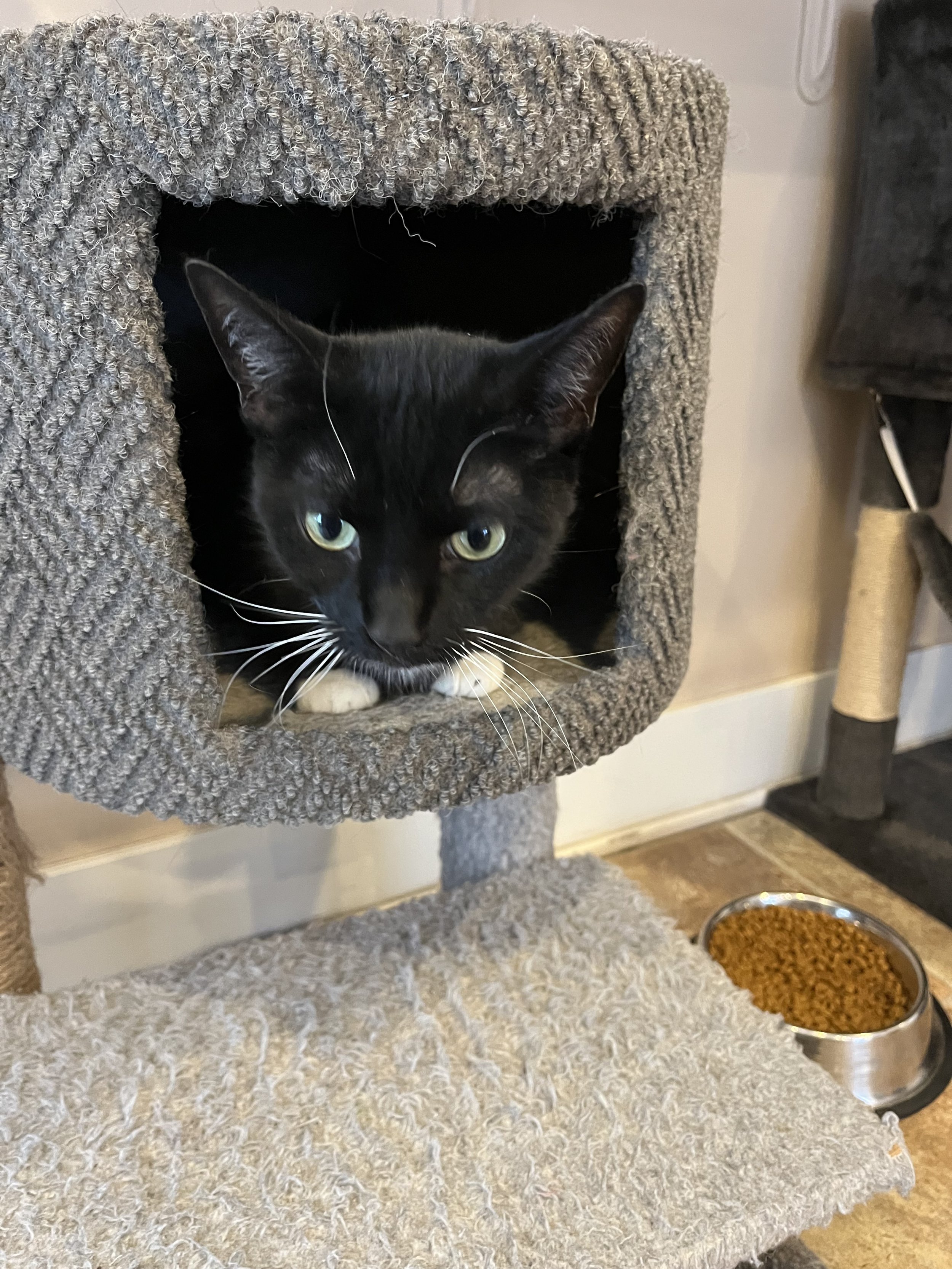 MIDNIGHT - Bonded Buddy with COCO