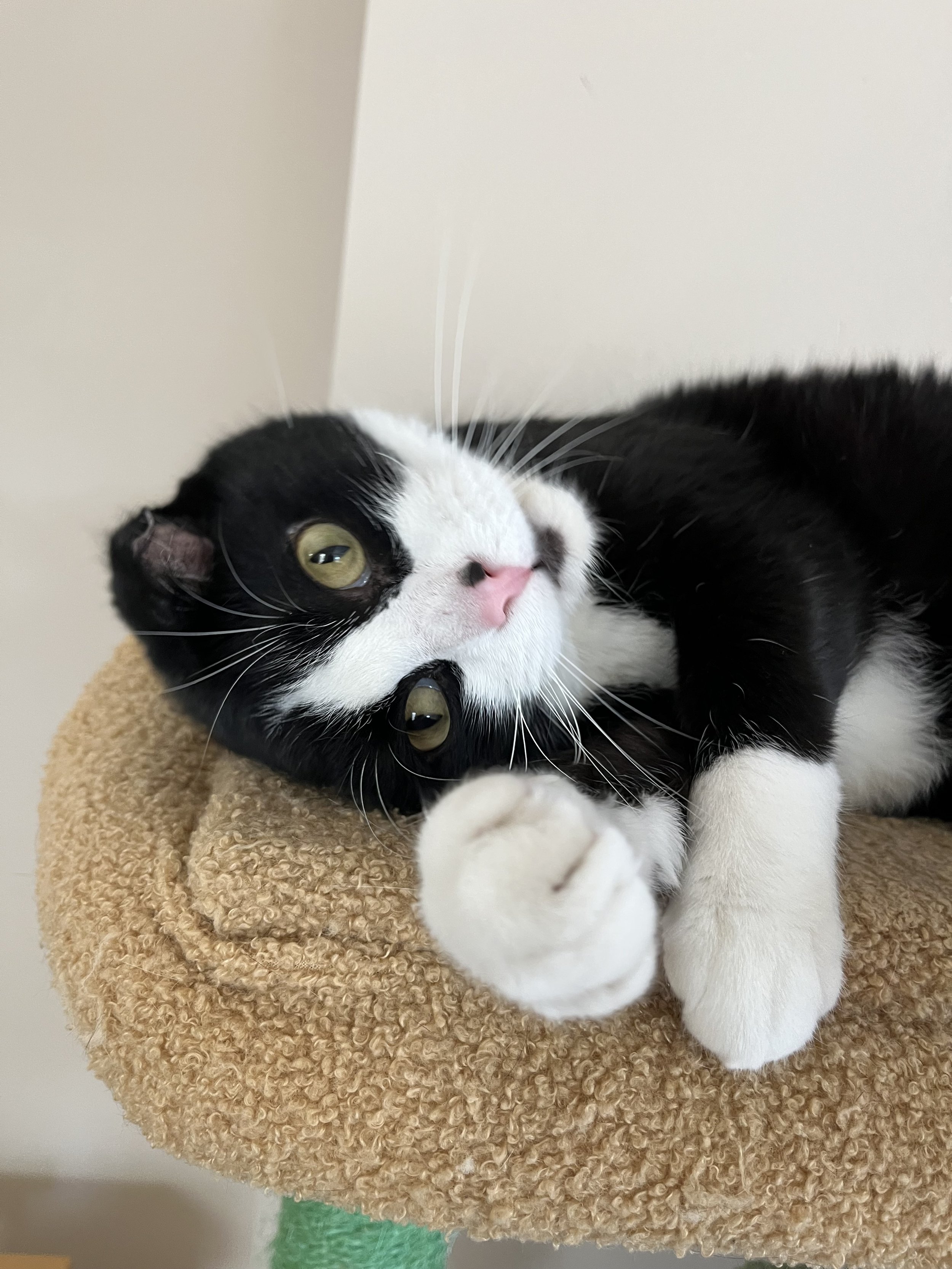 TYR - Bonded Buddy with Equinox