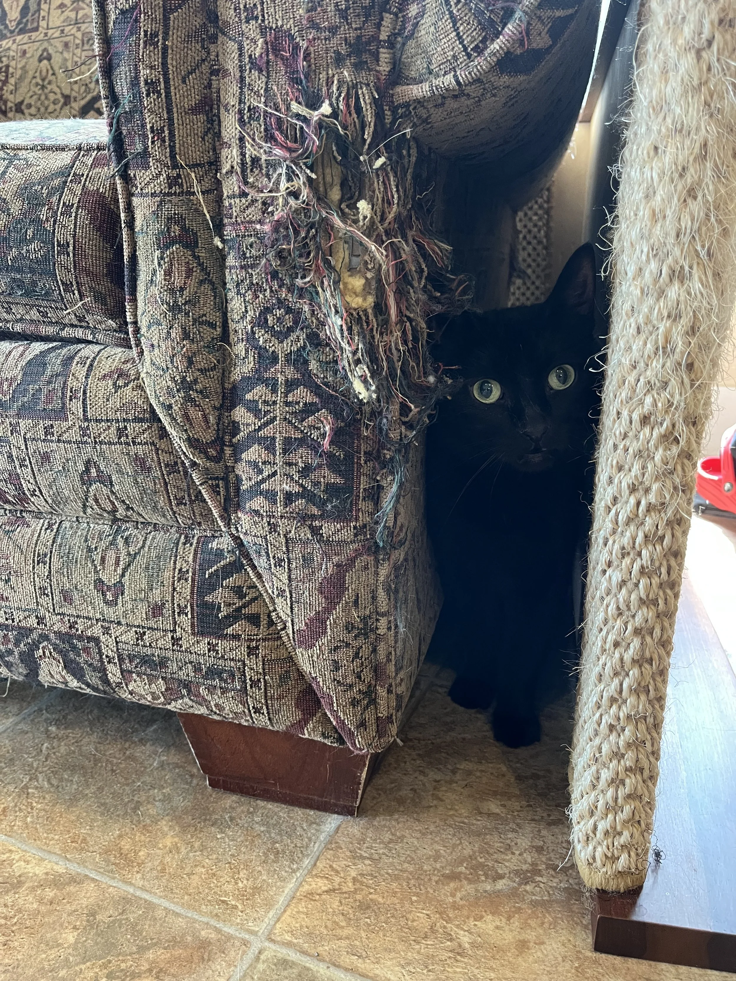 BELLA