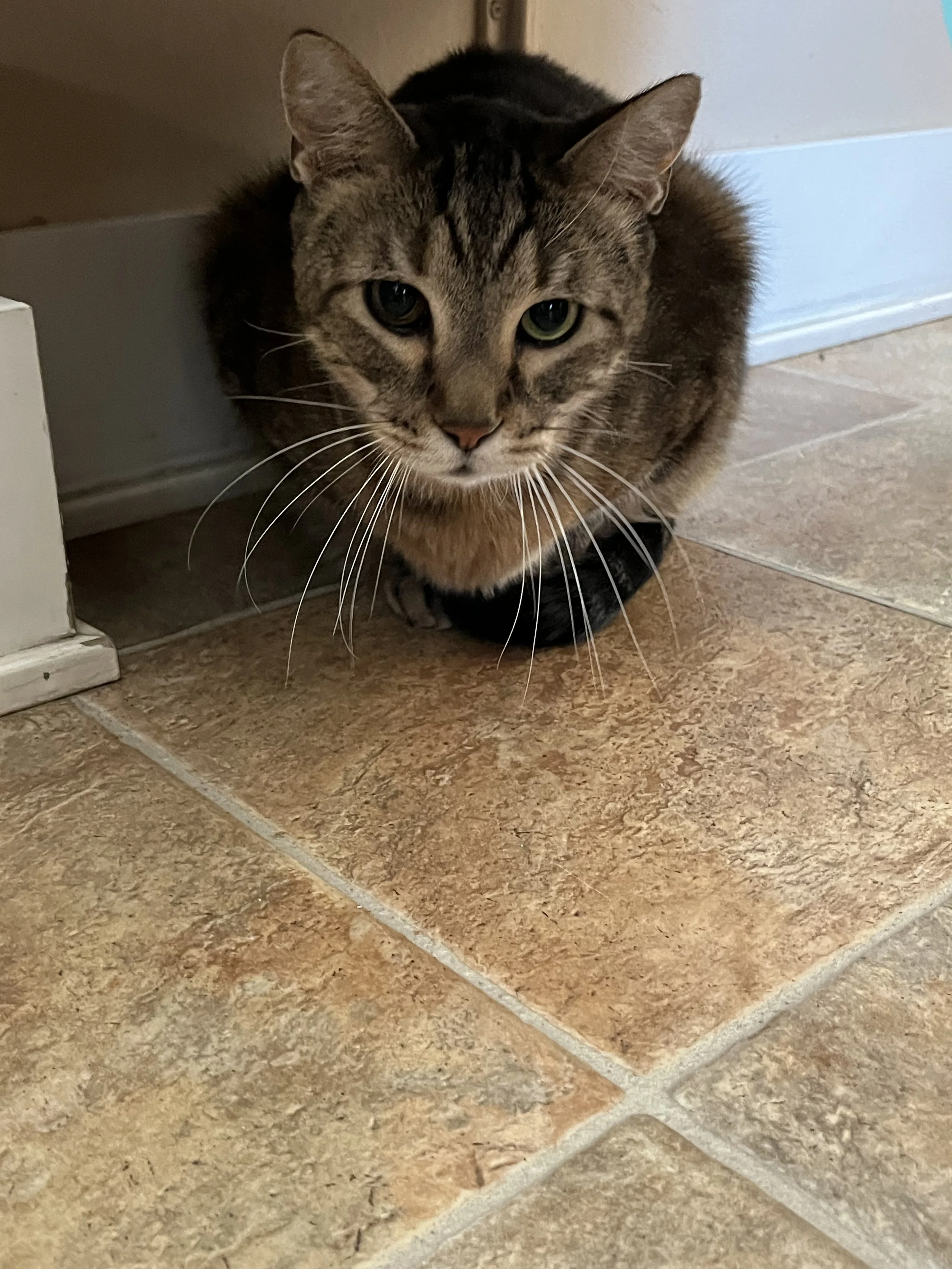 CHARLES - BONDED BUDDY WITH LIONEL