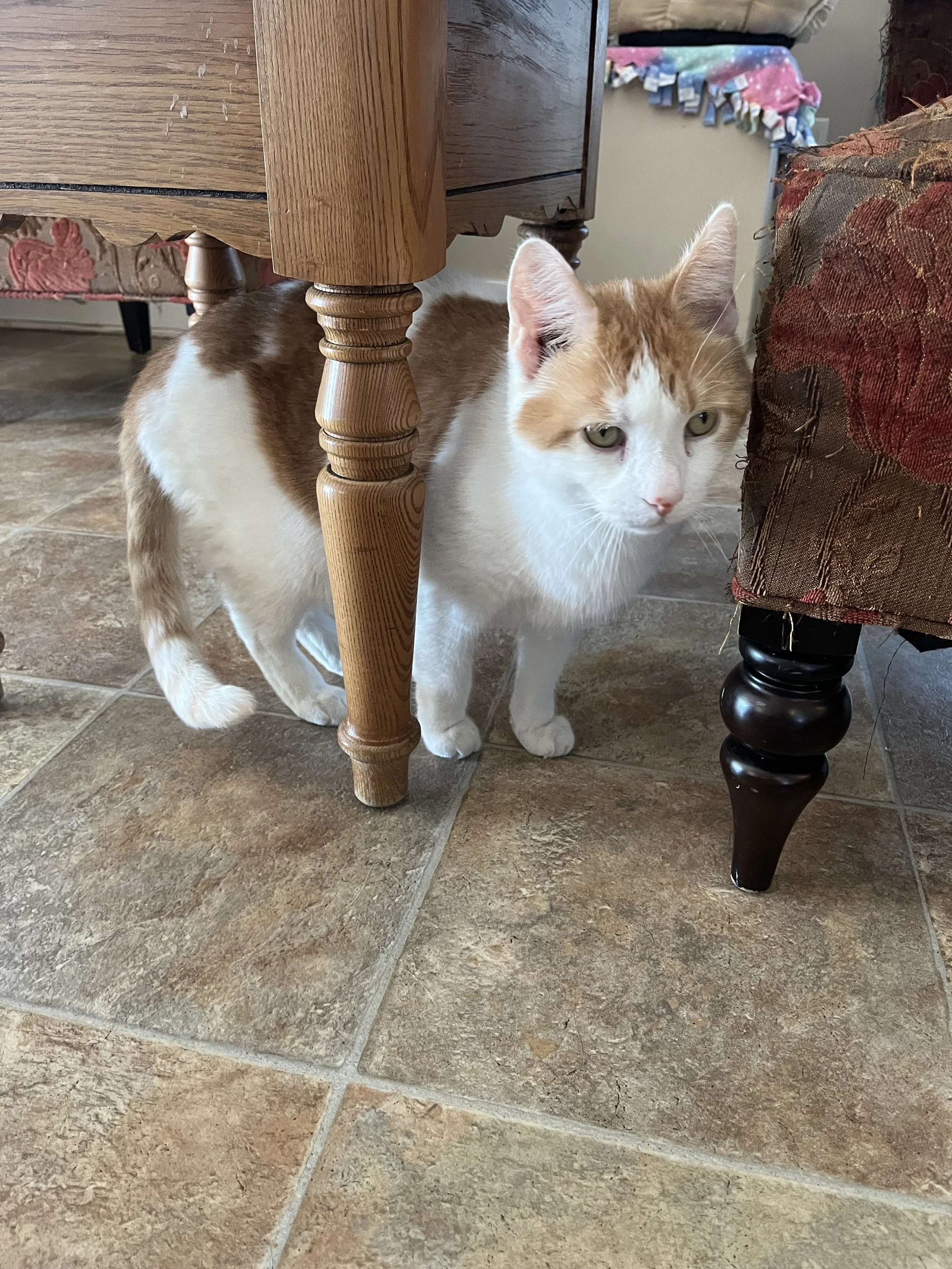 CHARLIE - BONDED BUDDY WITH WHIPPERSNAPPER