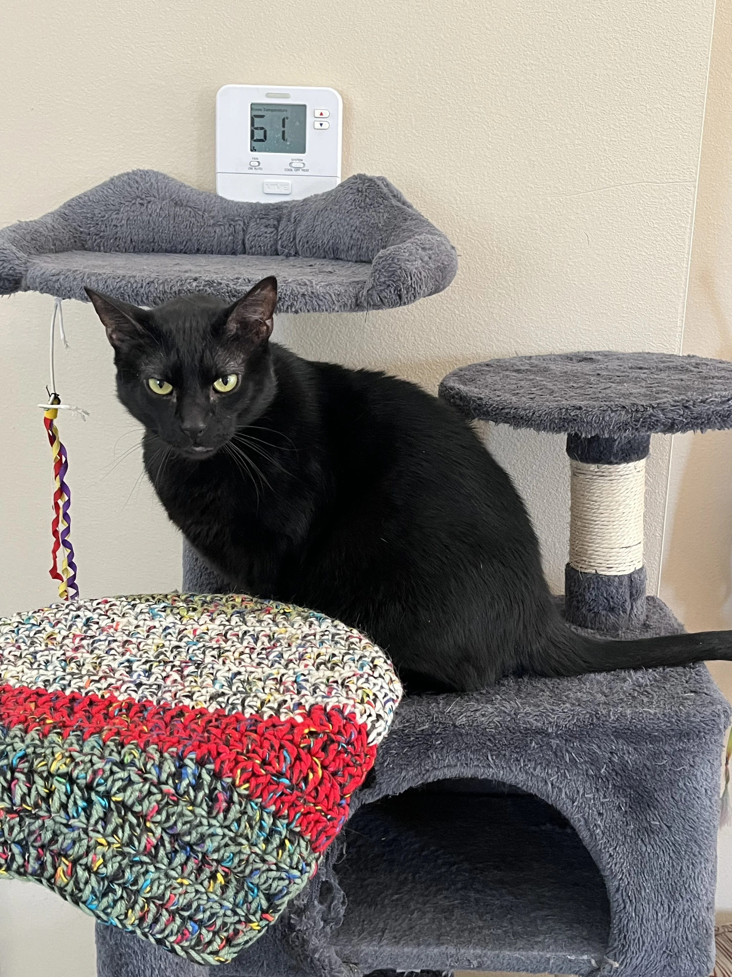 LIONEL - BONDED BUDDY WITH CHARLES